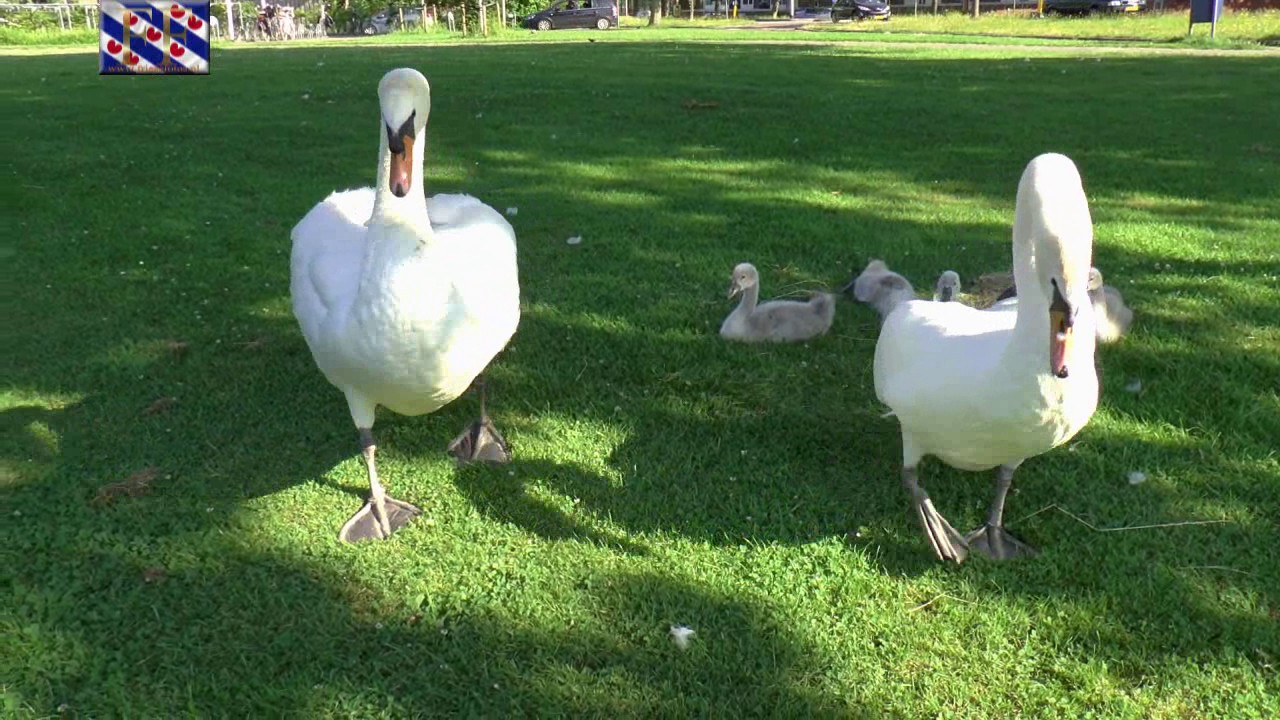 Boze zwanen in stadspark Leeuwarden