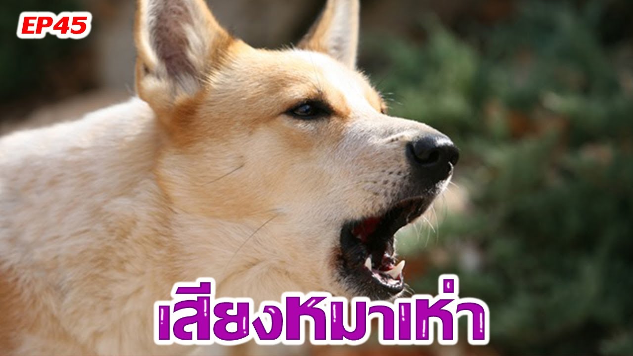 เสียงหมาเห่า เสียงสุนัขเห่า | Dog Sound | Dog barking