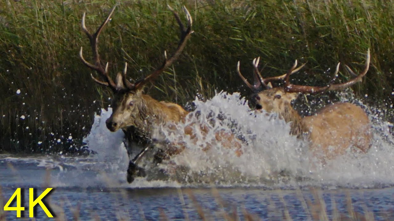 Hirschbrunft, Action im Wasser   --  Red Deer Rutting, Action in the Water