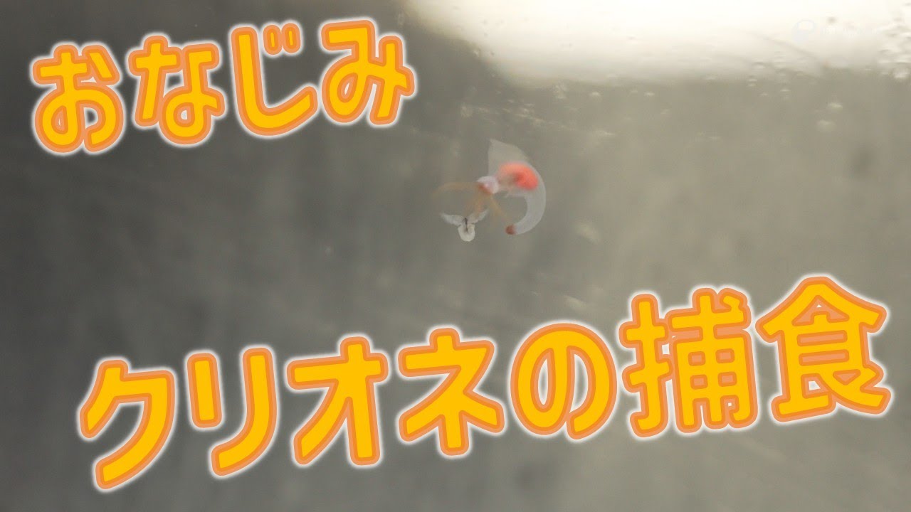 おなじみクリオネの捕食