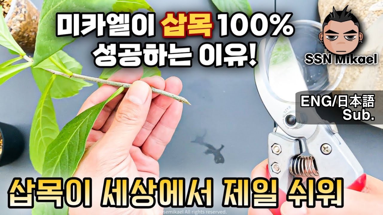 삽목 무작정 따라해보세요. 성공합니다. /번식 뿌리내리기 꺽꽂이 발근 루팅 /발근제 없이 식물 뿌리 내리기