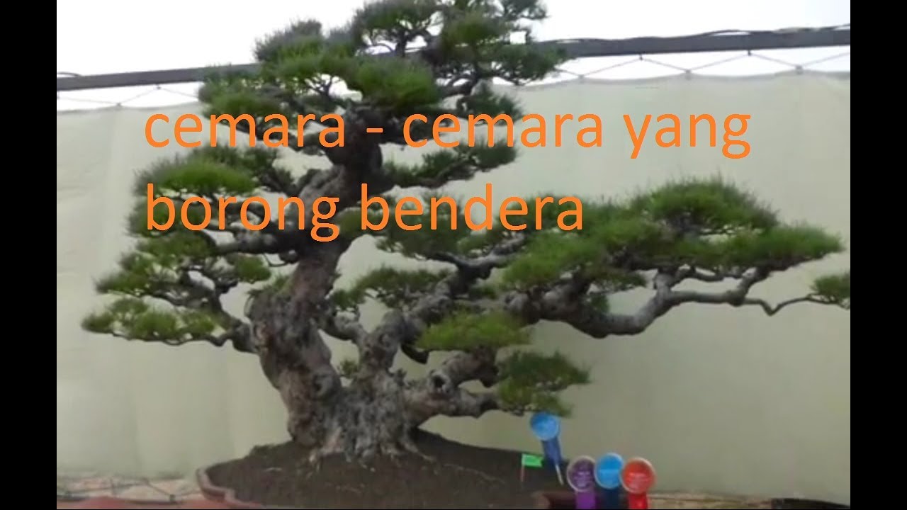 Detail bentuk bonsai cemara udang juara