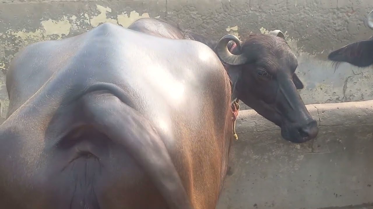 अपना मर्रा पशुधन कैसा लगया देख कर बताना भाईओ