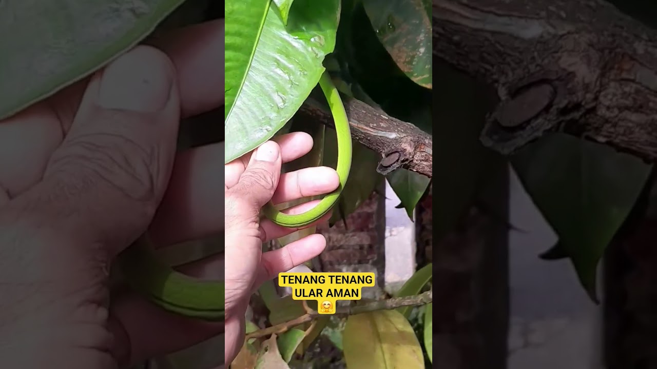 ULAR AHATEULA PRASINA