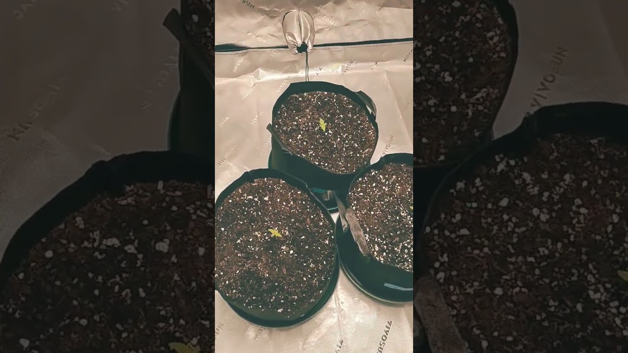 Tropicana cookies, Frost banger and Purple haze let's fucking go flag it YouTube