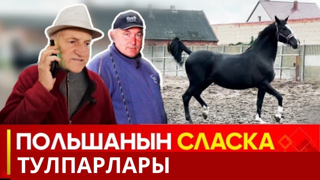 Польшанын СЛАСКА жылкылары // ТУЛПАР көрсөтүүсү