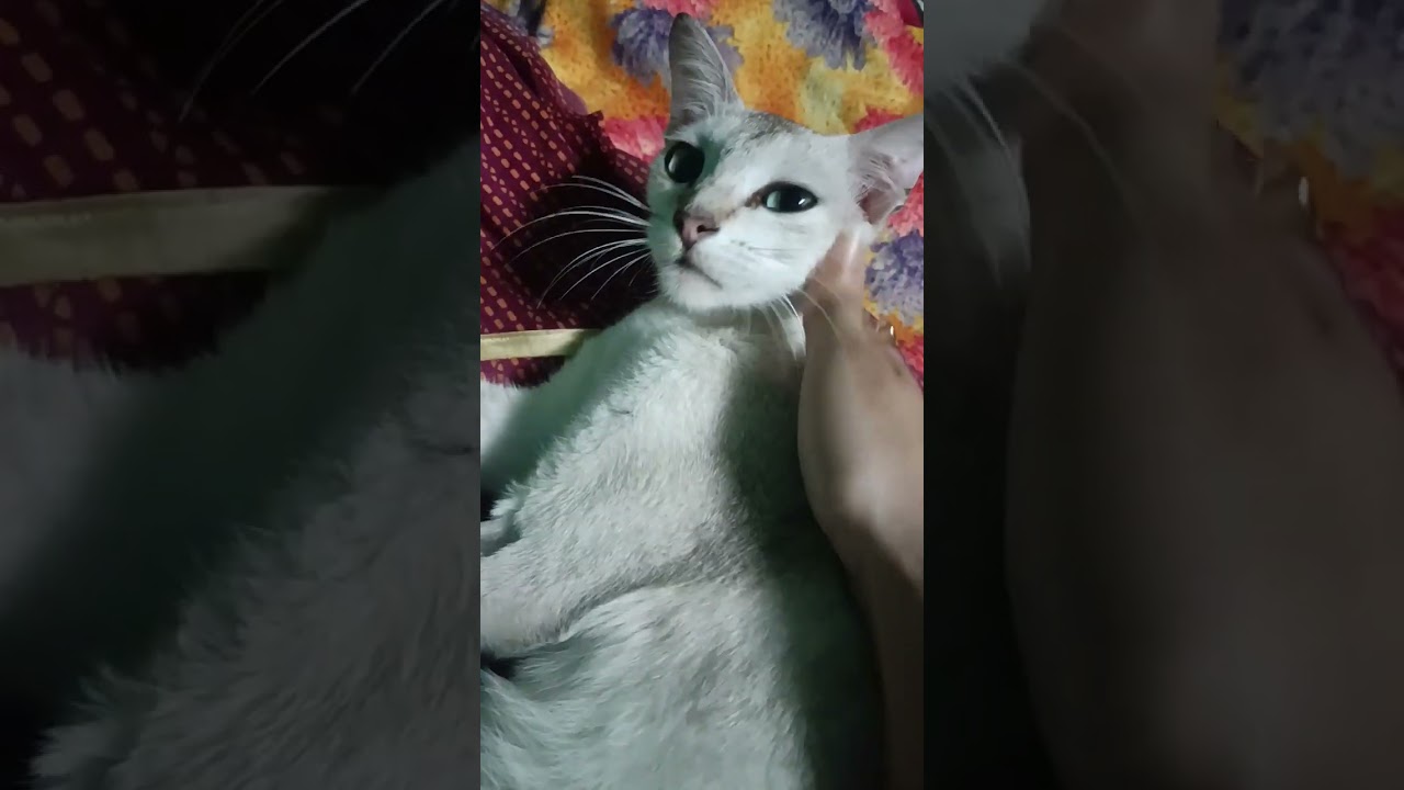 Playing with pet || Animal lover 💖🧿