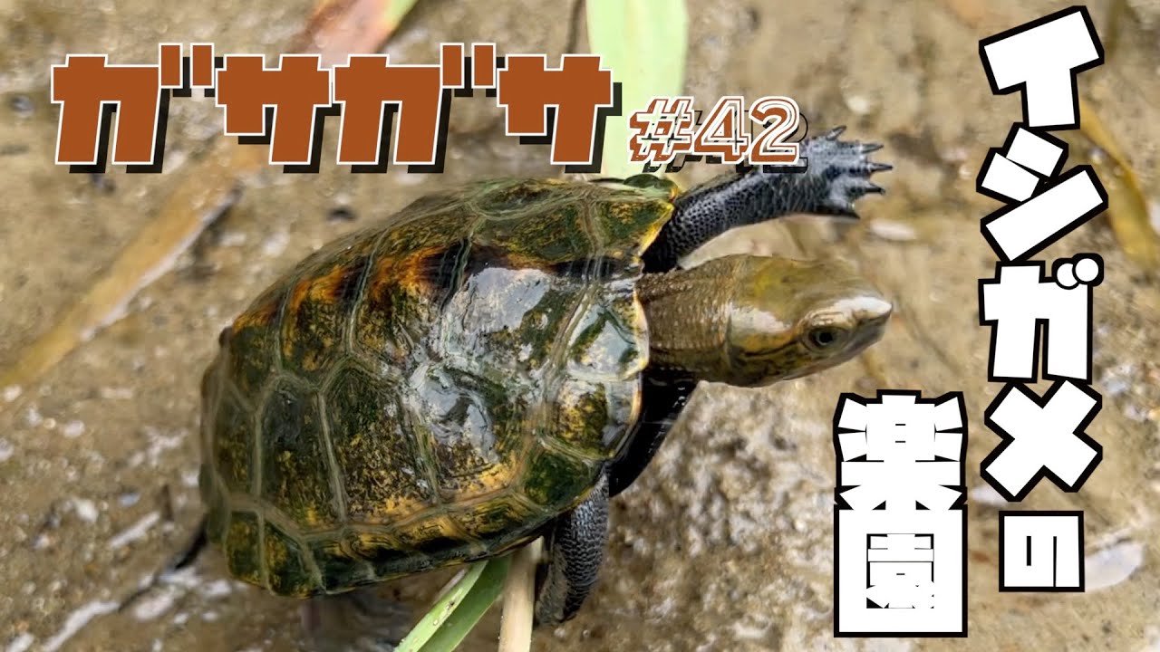 【ガサガサ】夏のカワムツを探しに行ったら、たくさんのイシガメに出会いました！