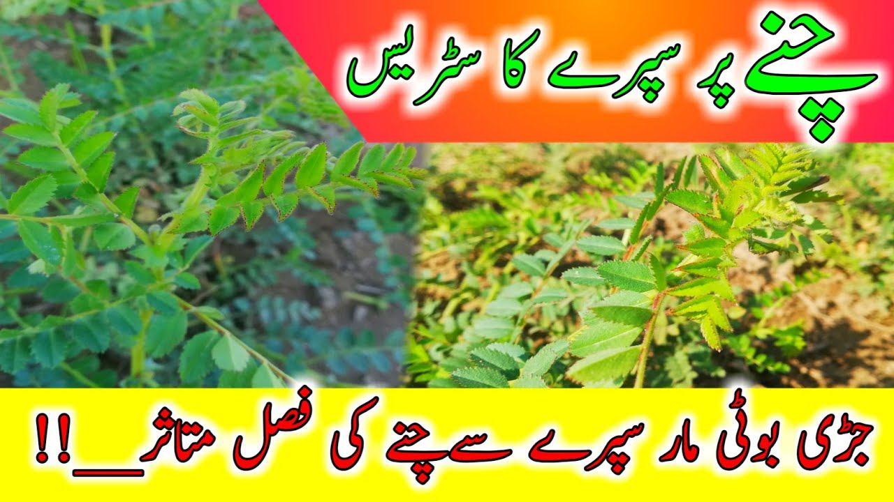 Herbicide stress|Herbicide stress on chickpea crops| Weeds control| چنے کی فصل میں جڑی بوٹی کاکنٹرول