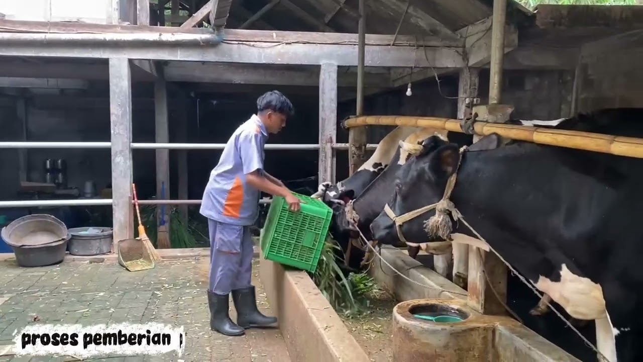TUGAS LSP_VIDEO PEMERAHAN SECARA MANUAL _MOCHAMMAD DWI SAPUTRA_SMK ALAM RAYA_2026