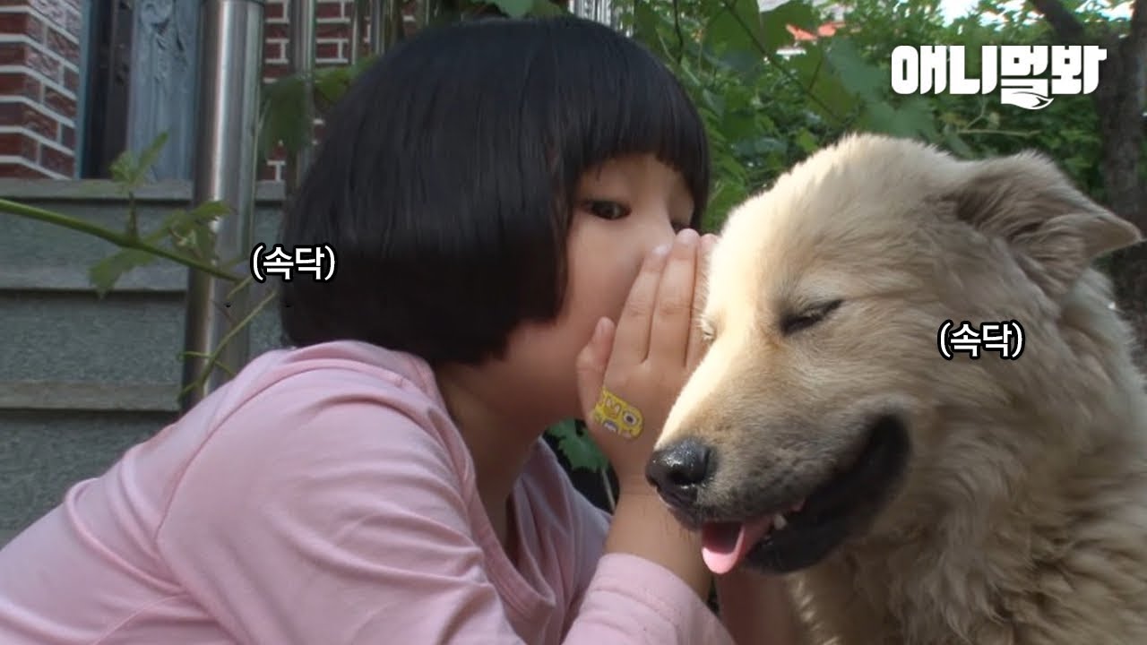 떠돌이 강아지와 사랑에 빠진 소녀 이야기ㅣGirl Who Fell In Love With A Stray Dog