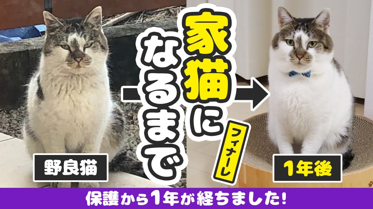ケガした野良猫を保護して1年が経ちました【野良猫から家猫へ】