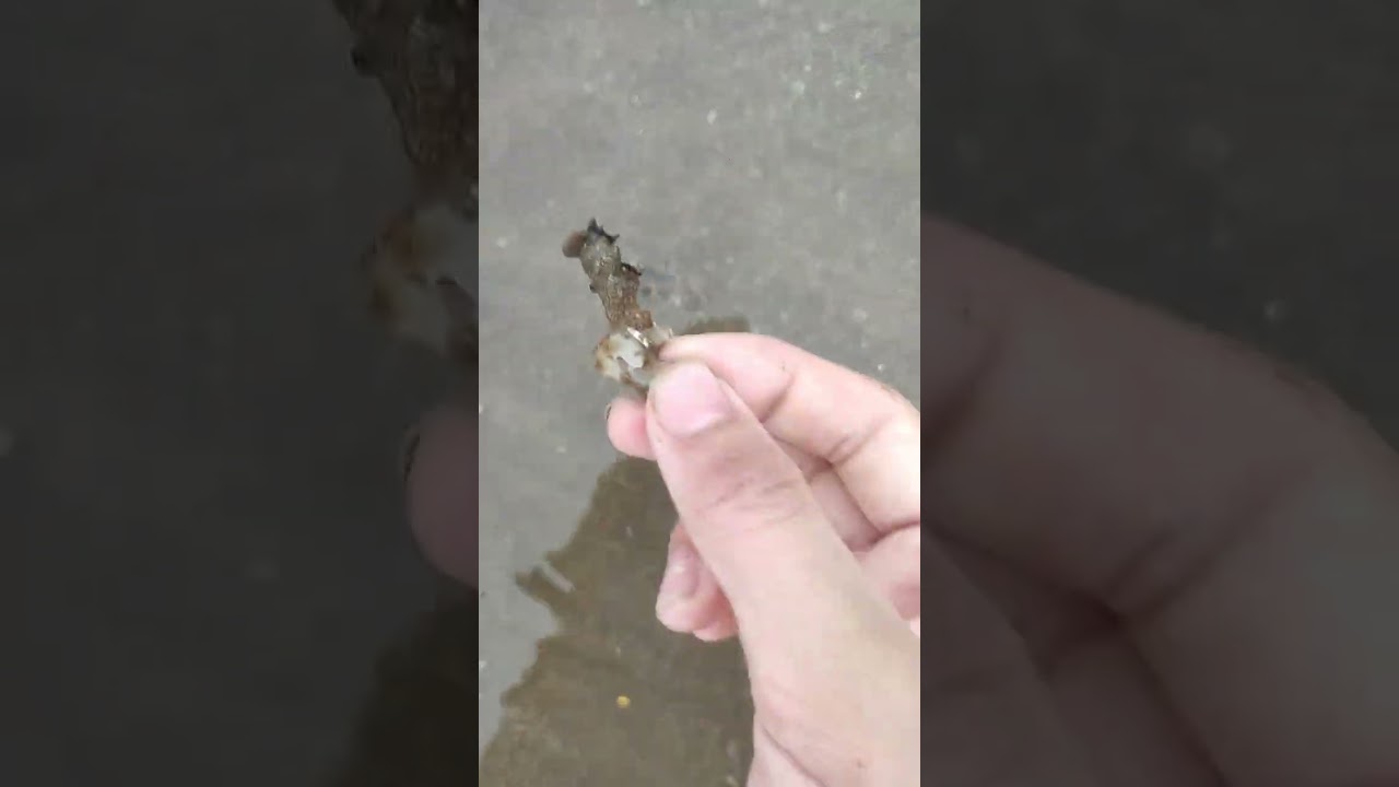 Bắt ốc bãi đồ sơn