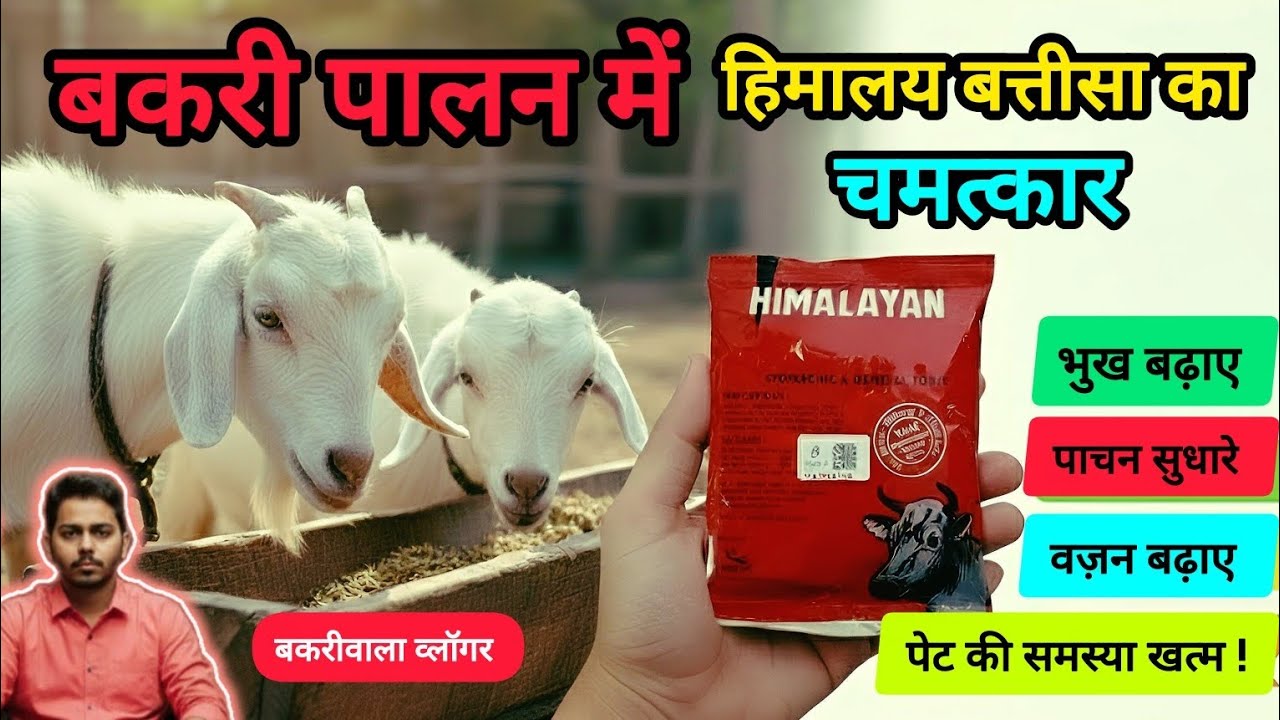बकरियों का वजन और भूख बढ़ाने का रामबाण इलाज | Himalaya Batisa for Goats & Sheep