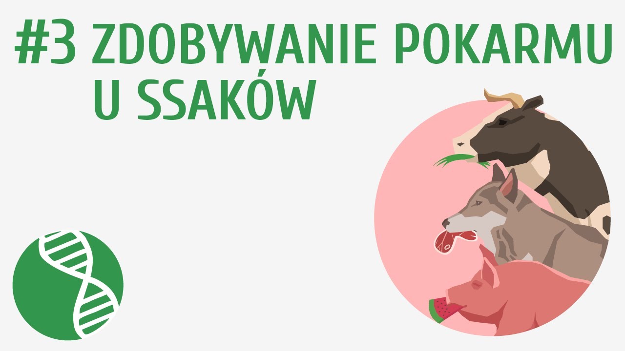 Zdobywanie pokarmu u ssak&oacute;w #3 [ Ssaki ]
