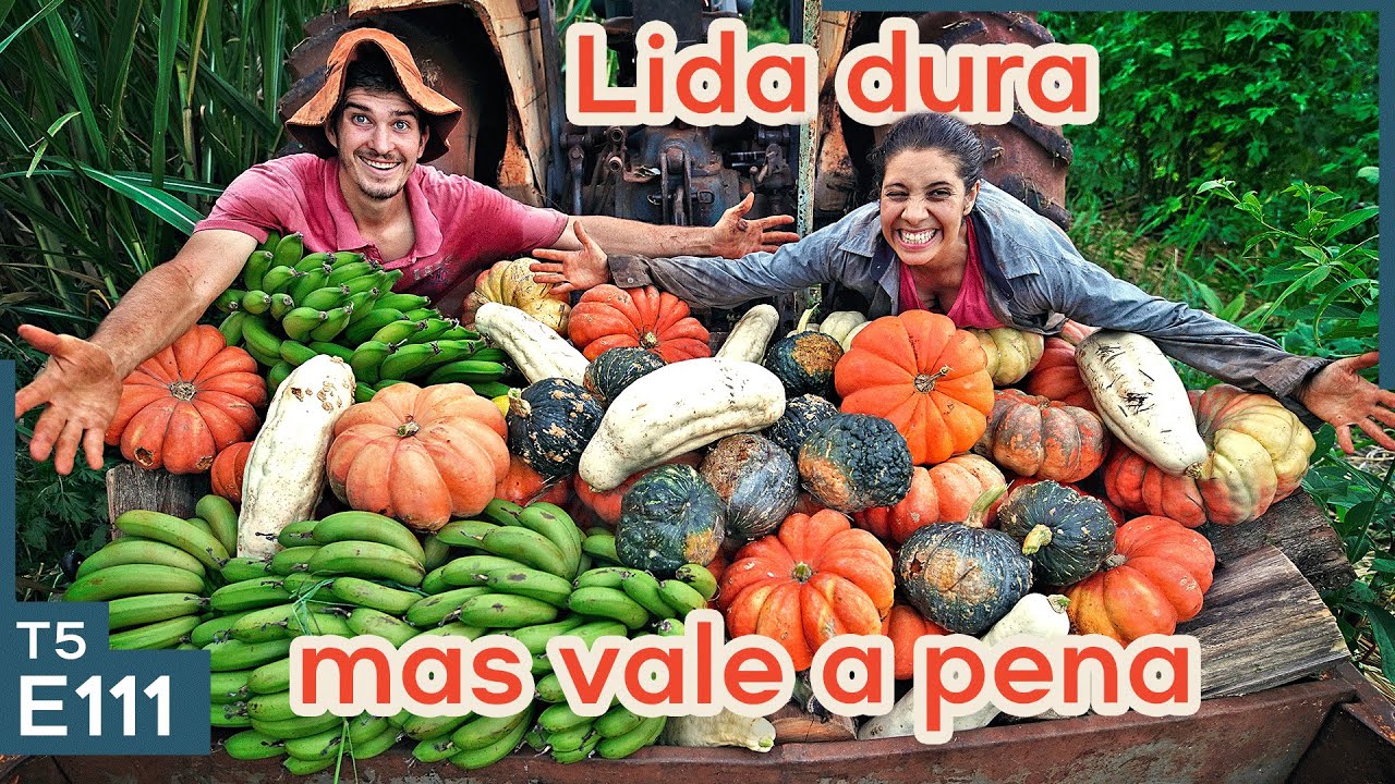 Dia a dia na agrofloresta com super colheita!!