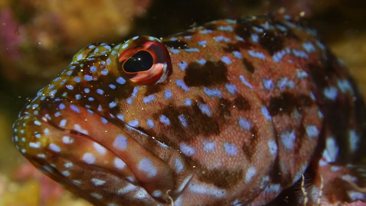 Australia's most charismatic fish?