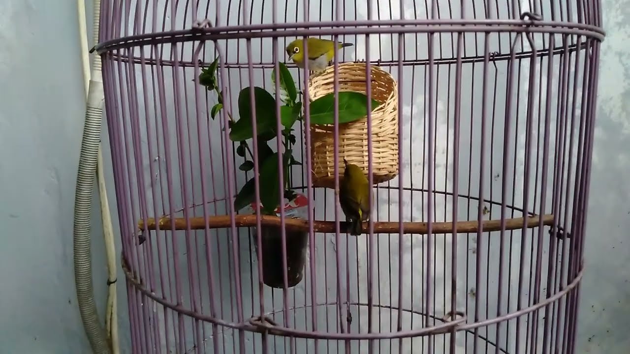 Cara Ternak Pleci 100% berhasil || breeding pleci kawin dan bertelur sukses