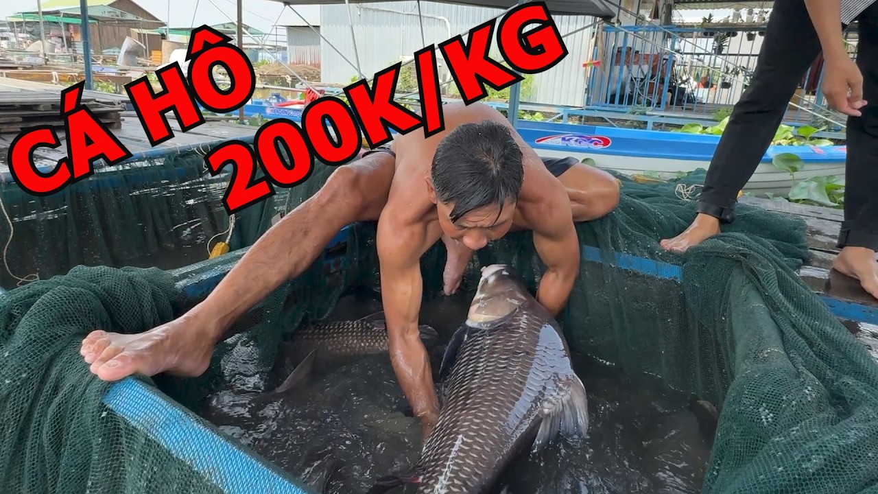 KÉO LƯỚI BẮT CÁ HÔ QUÁI VẬT SÔNG MEKONG | LOÀI CÁ TRONG SÁCH ĐỎ VIỆT NAM