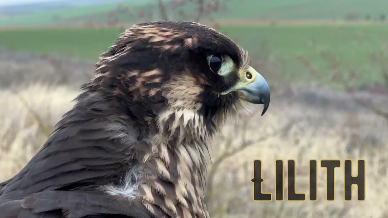 FALCONRY - ''Chasing a migration wave with two peregrine falcons''