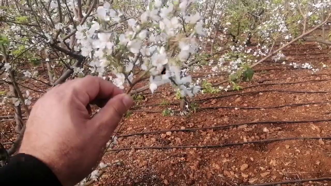 Örtü altı can erikte  erkencilik ve verim