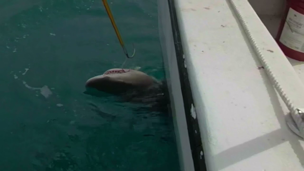 Big Shark de-hooking 101