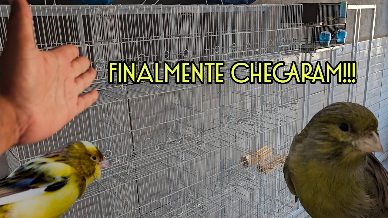 Agora sim a exposição vai ficar show de bola!