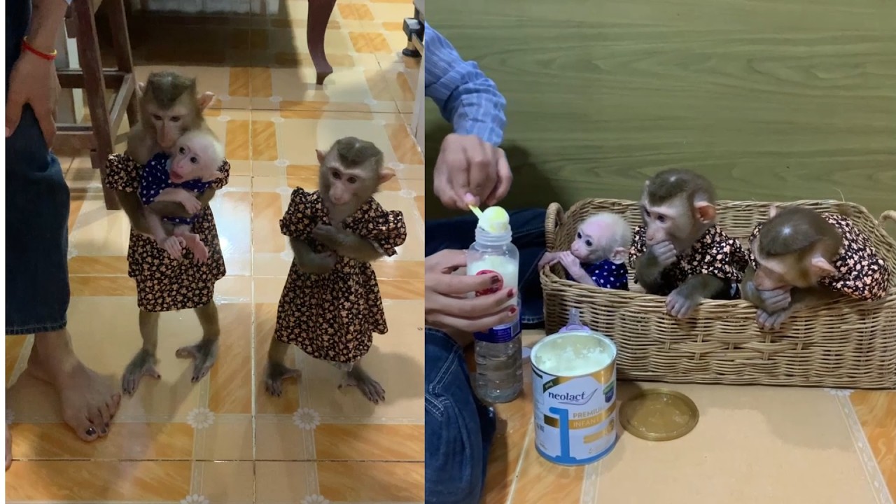 Monkey Family Takes Care of Baby 🐒🍼 Sweet & Loving Moments