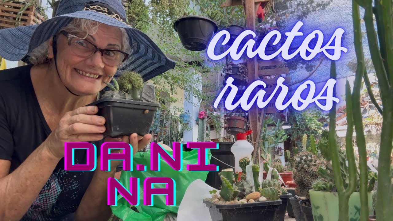 Cactos compactado não dá certo vem aprender