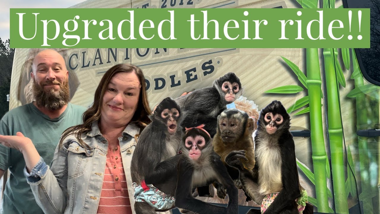 We expanded the monkeys travel space 🐒🩵 #spidermonkey #capuchin