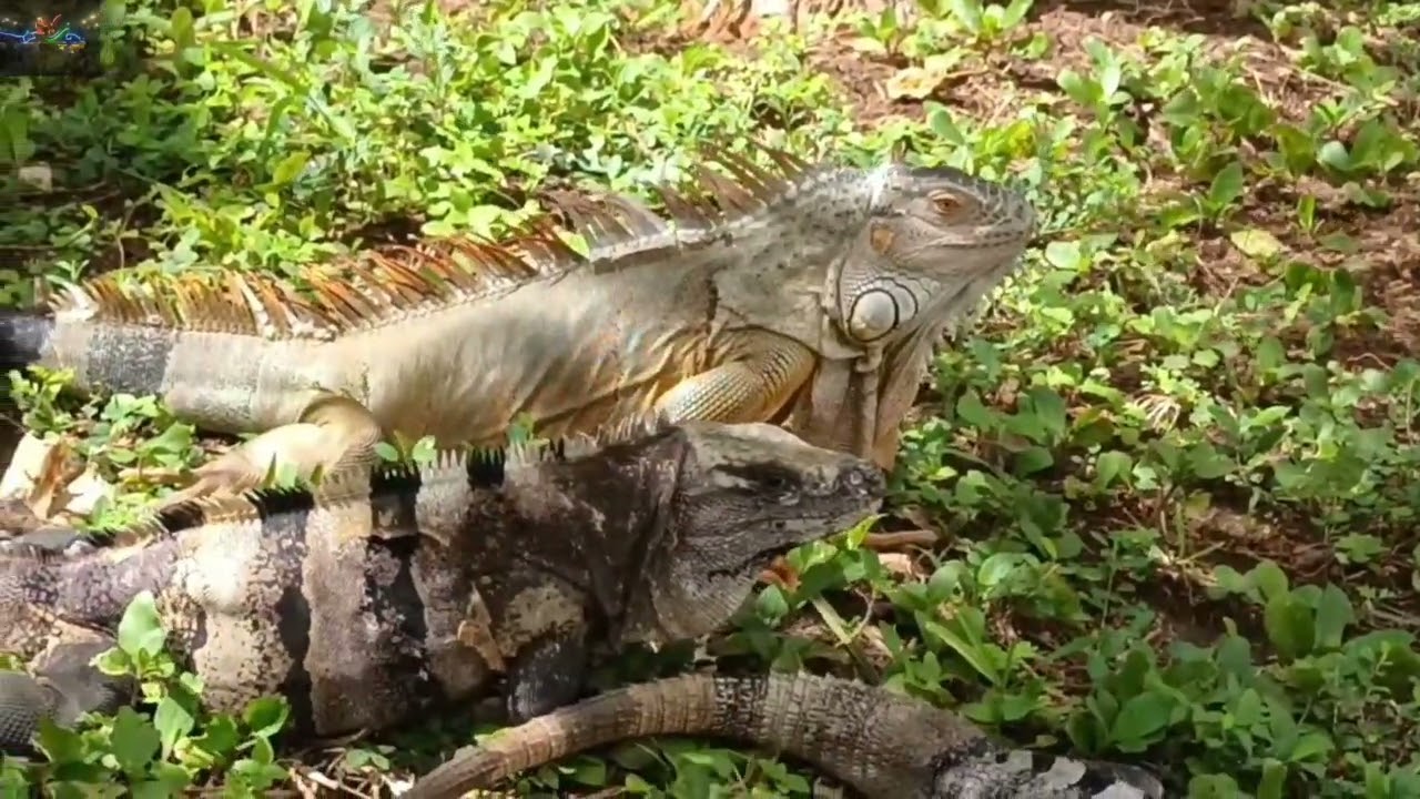 Iguanas #Iguanas #cancun #mexico  ... 🇲🇽🦎