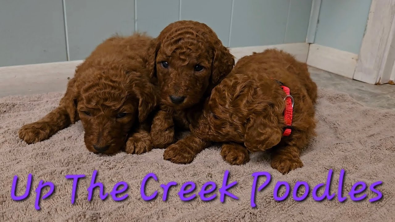 Gidget's Female Puppies 