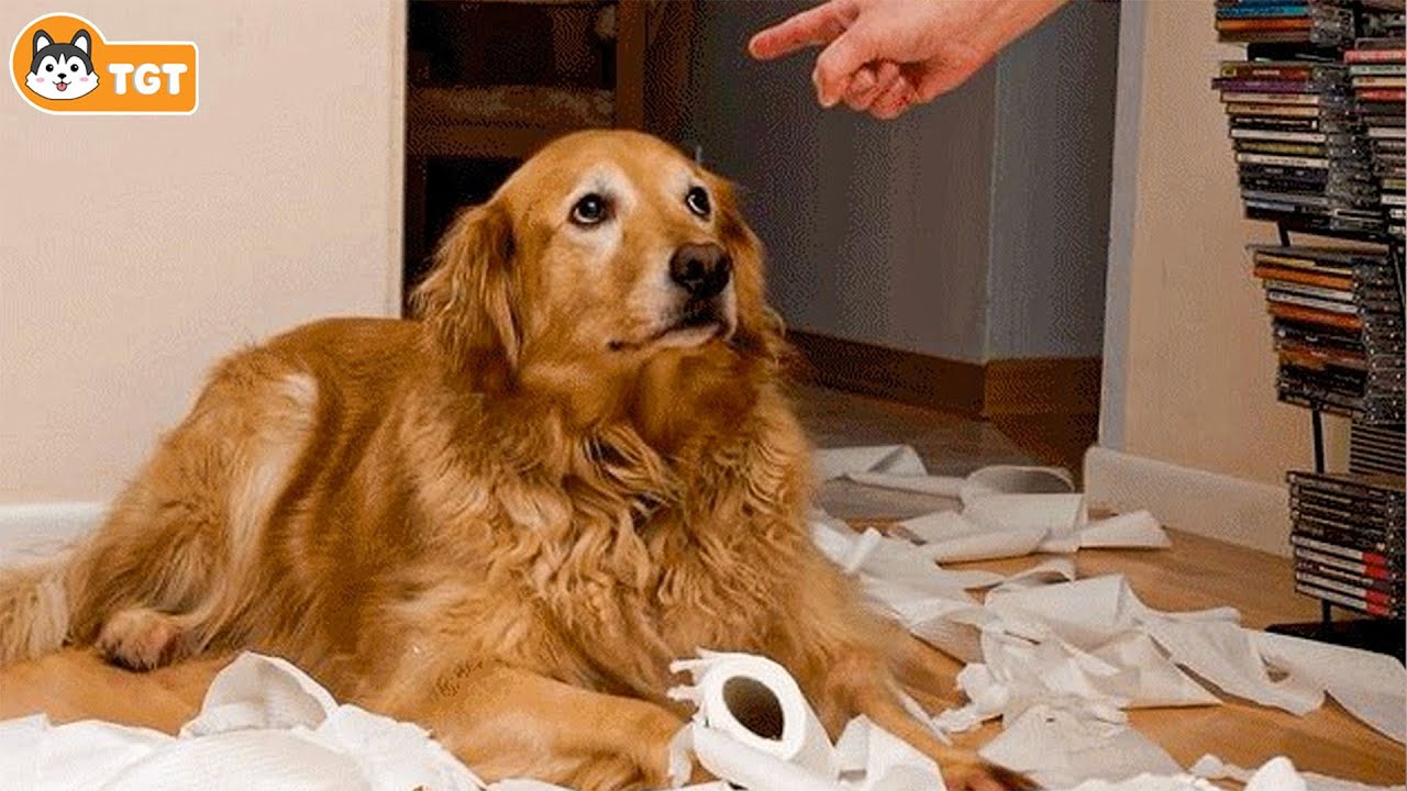 Он снова виновен!🐶😠Смешные провинившиеся псы🤣 Видеоподборка провинившихся псов