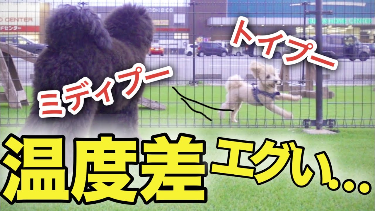 【カインズドッグラン】ミディプーがテンションに圧倒？でも最後はまさかの…！？