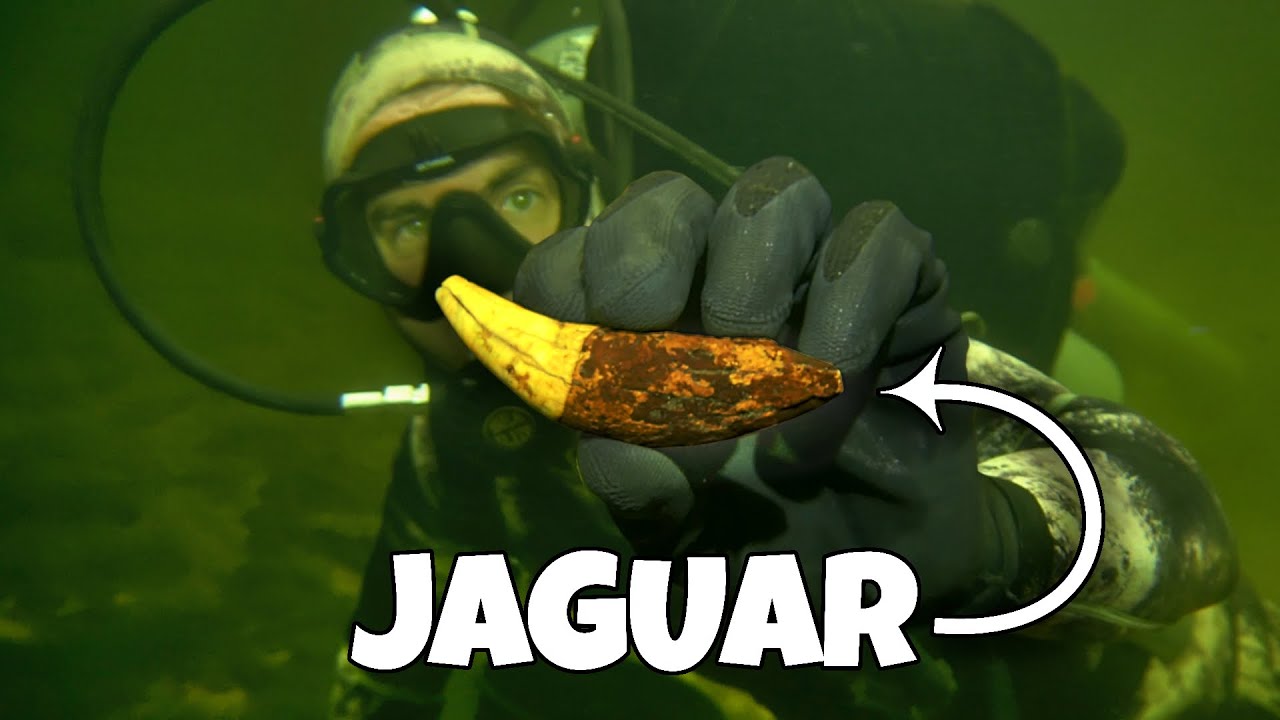 I Found a RARE Jaguar Tooth Fossil Underwater in a Crystal Clear Florida River! 🐆