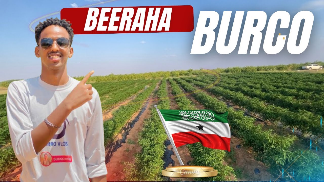 Burco Maanta Waa Cagaar! Beero Qurux Badan Oo Aan Ku Boognay” || BiRRO