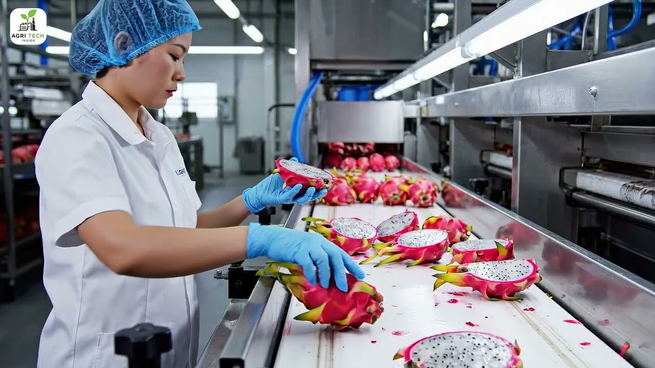 How It's Made: Inside the Dragon Fruit Processing Factory I Dragon Fruit Packaging