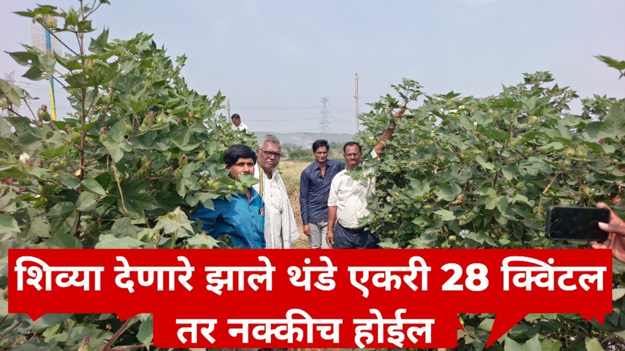 शिव्या देणारे झाले थंडे आता होईल म्हणतात एकरी 28 क्विंटल कापूस