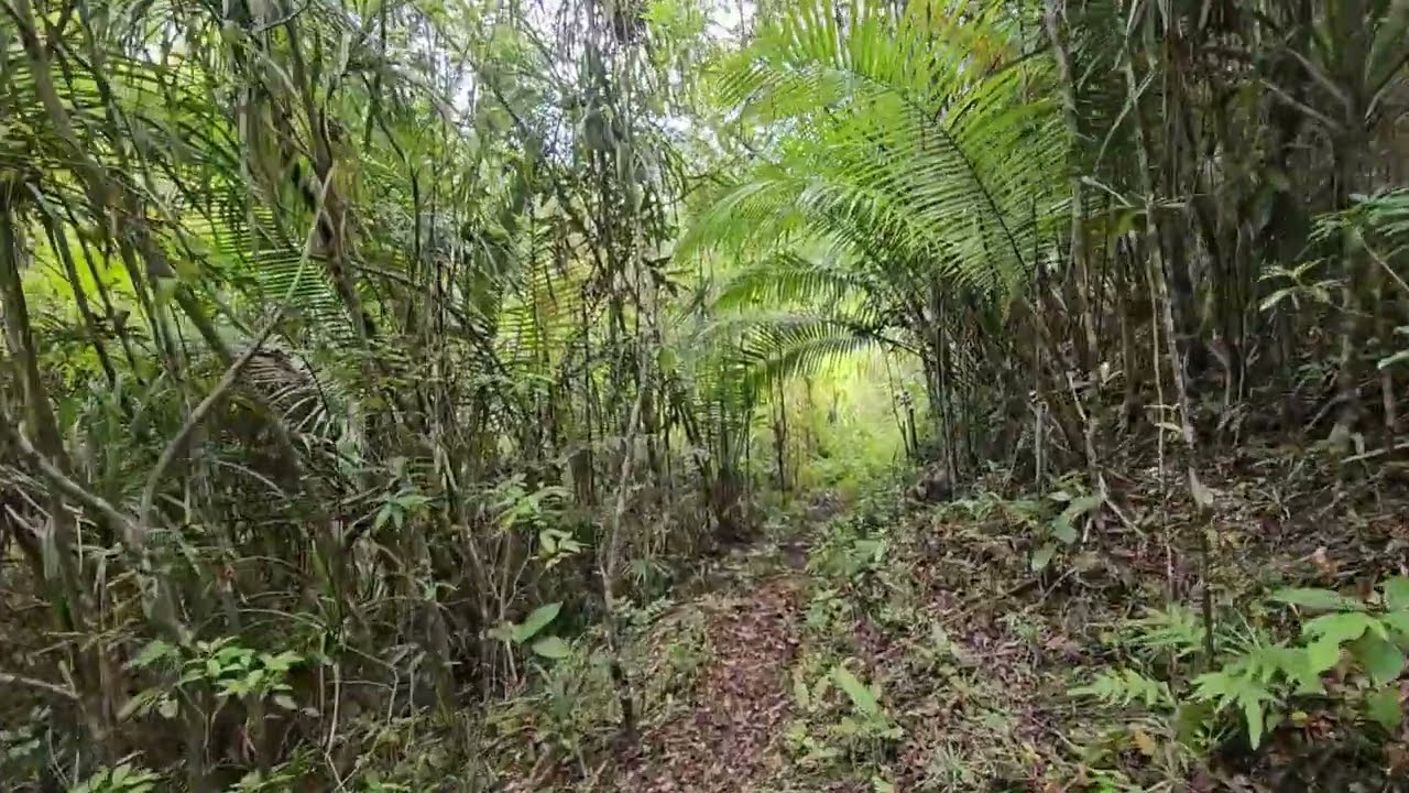 Lot for sale near Tagbilaran City