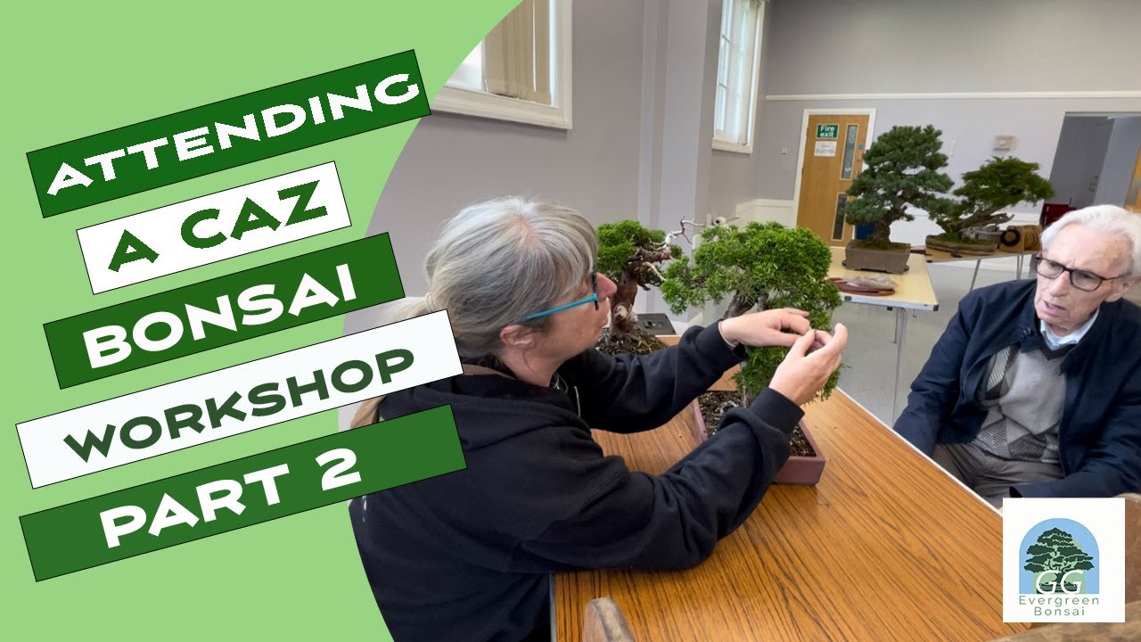 Caz Bonsai Workshop part 2 - Refining Junipers