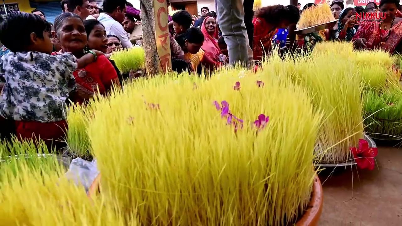 JAIJAIPUR BHOJLI VISHARJAN ..📸♥️ जैजैपुर भोजली विसर्जन ..💓छत्तीसगढ़ का पारंपरिक तिहार..🍃💕