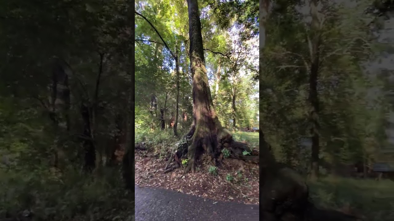 与位神社の周りの竹林