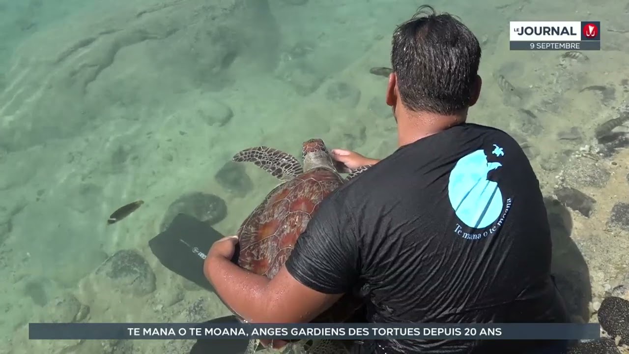 Te Mana o Te Moana, les anges gardiens des tortues marines au fenua