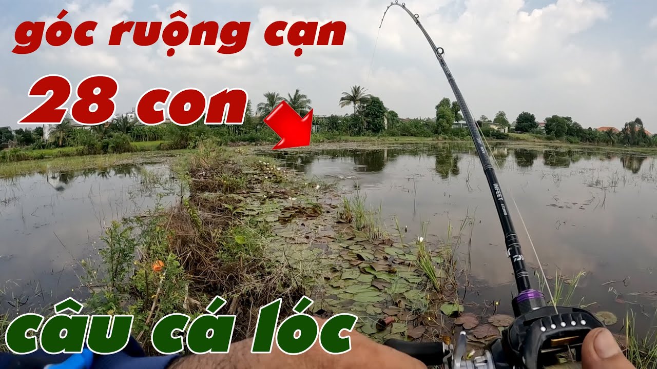 Câu Lure Cá Lóc ✅ Câu Cá Lóc Góc Ruộng Cạn Cá Táp Như Cá Nuôi | Tâm Râu Vlog #356
