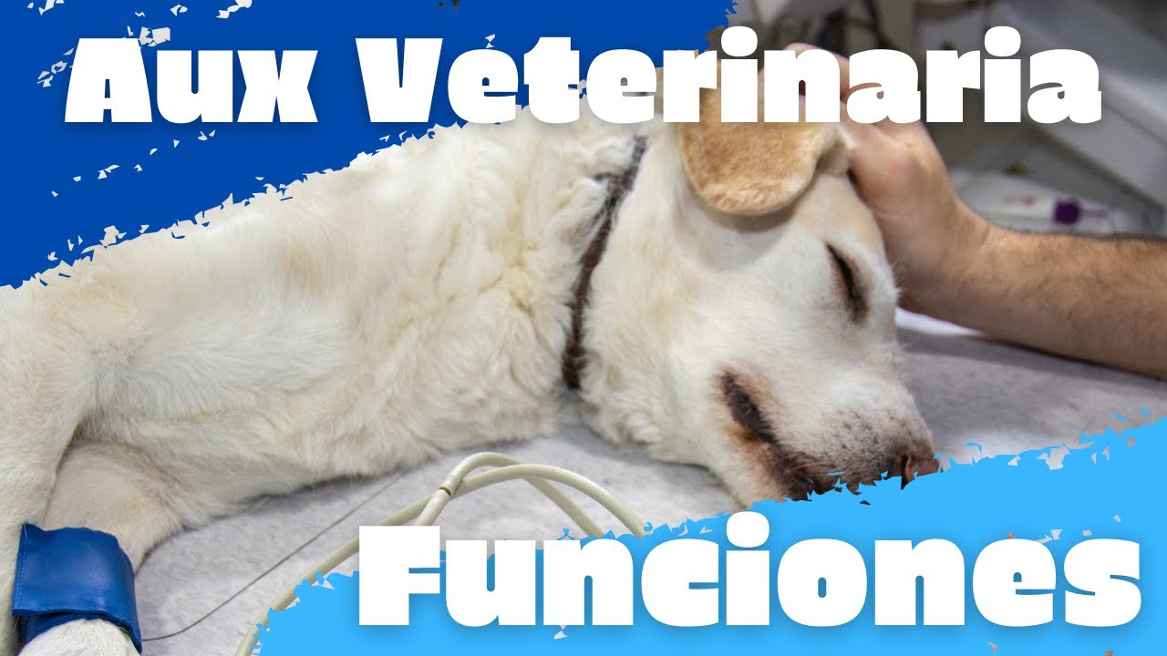 Que trabajos realiza un auxiliar  de clínica veterinaria o ATV