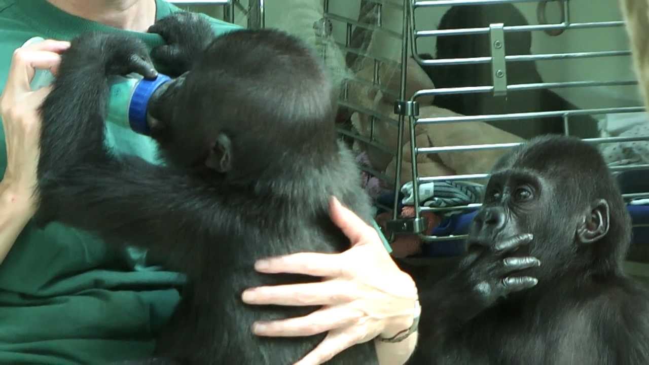 Gorilla-Babys Okanda und Tano beim Füttern
