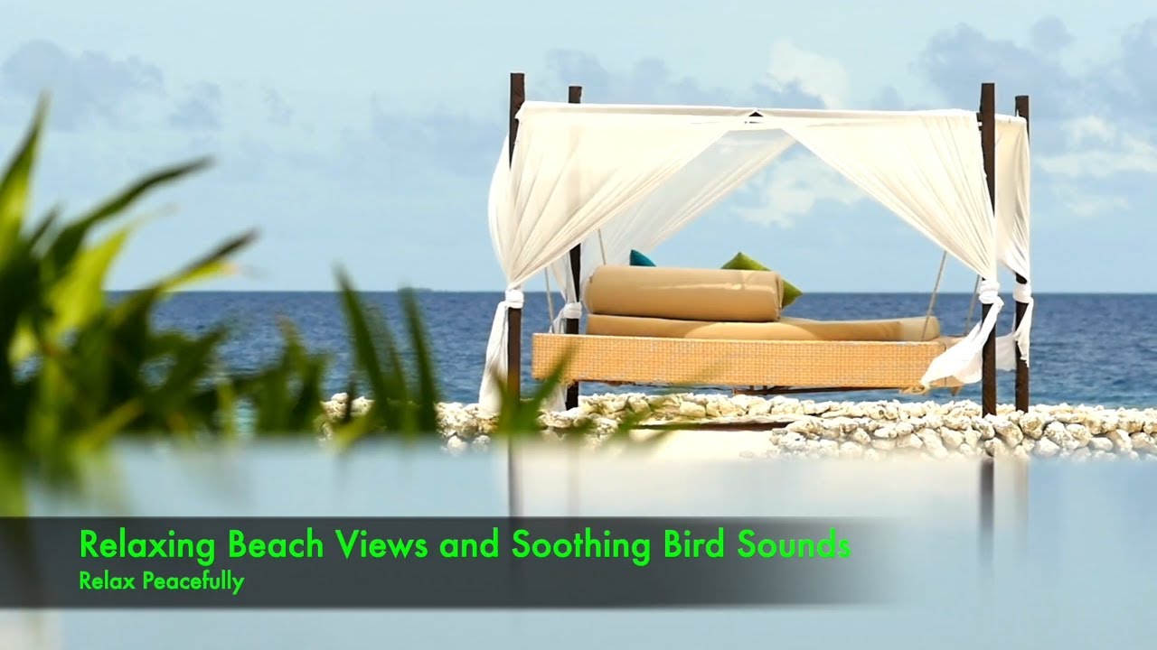 Relaxing Beach Views and Soothing Bird Sounds