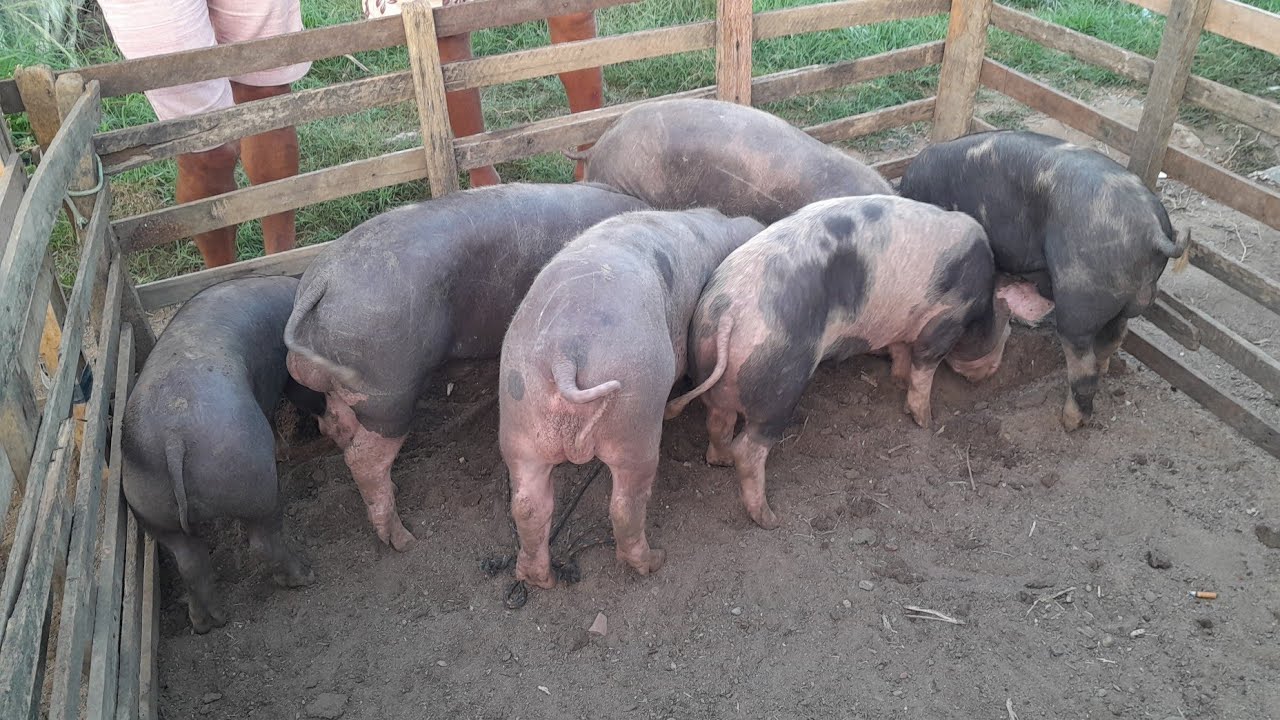 Feira de Porcos de Surubim Pernambuco realizada todas as sextas às 4hrs da manhã.