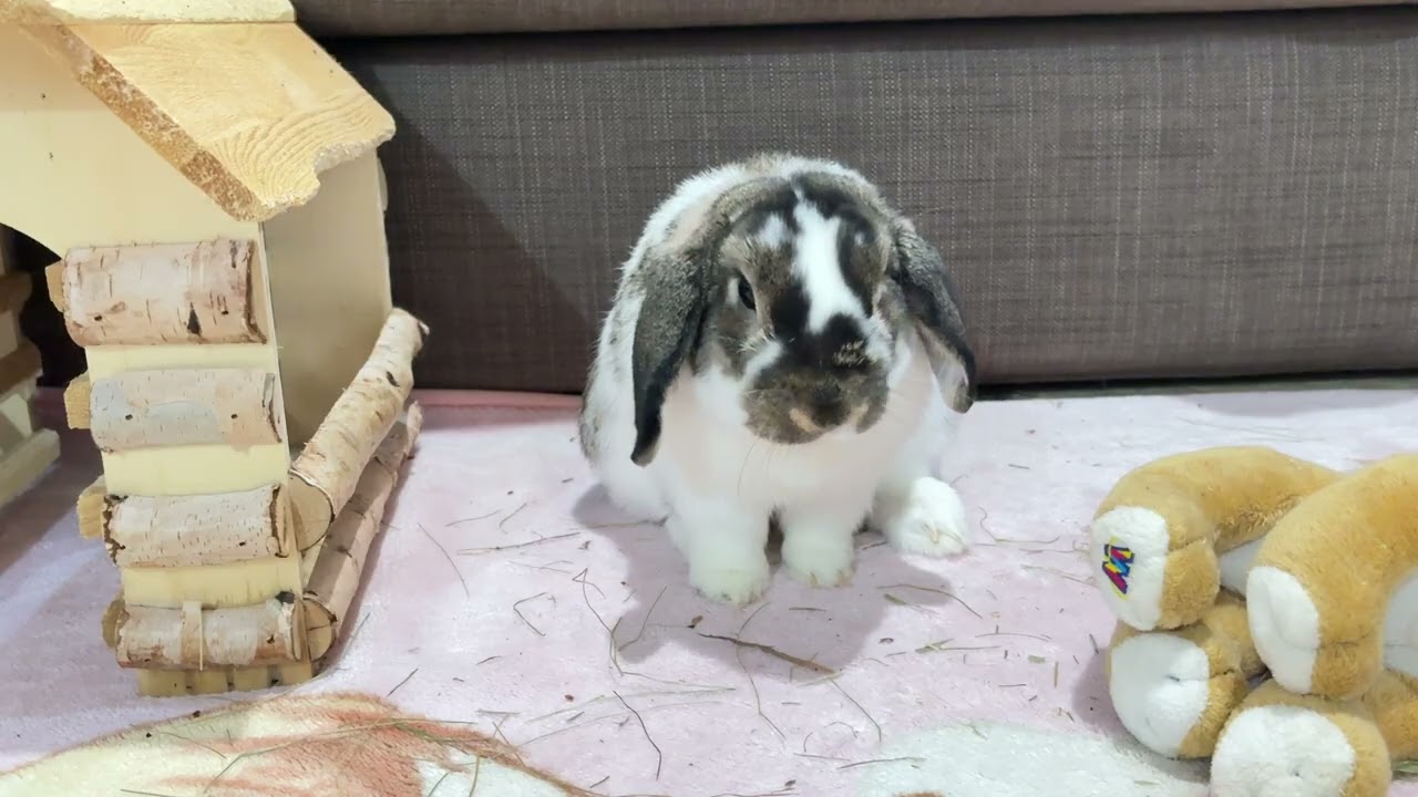 PB’s Tiny Hops = BIG Cuteness 🐇✨