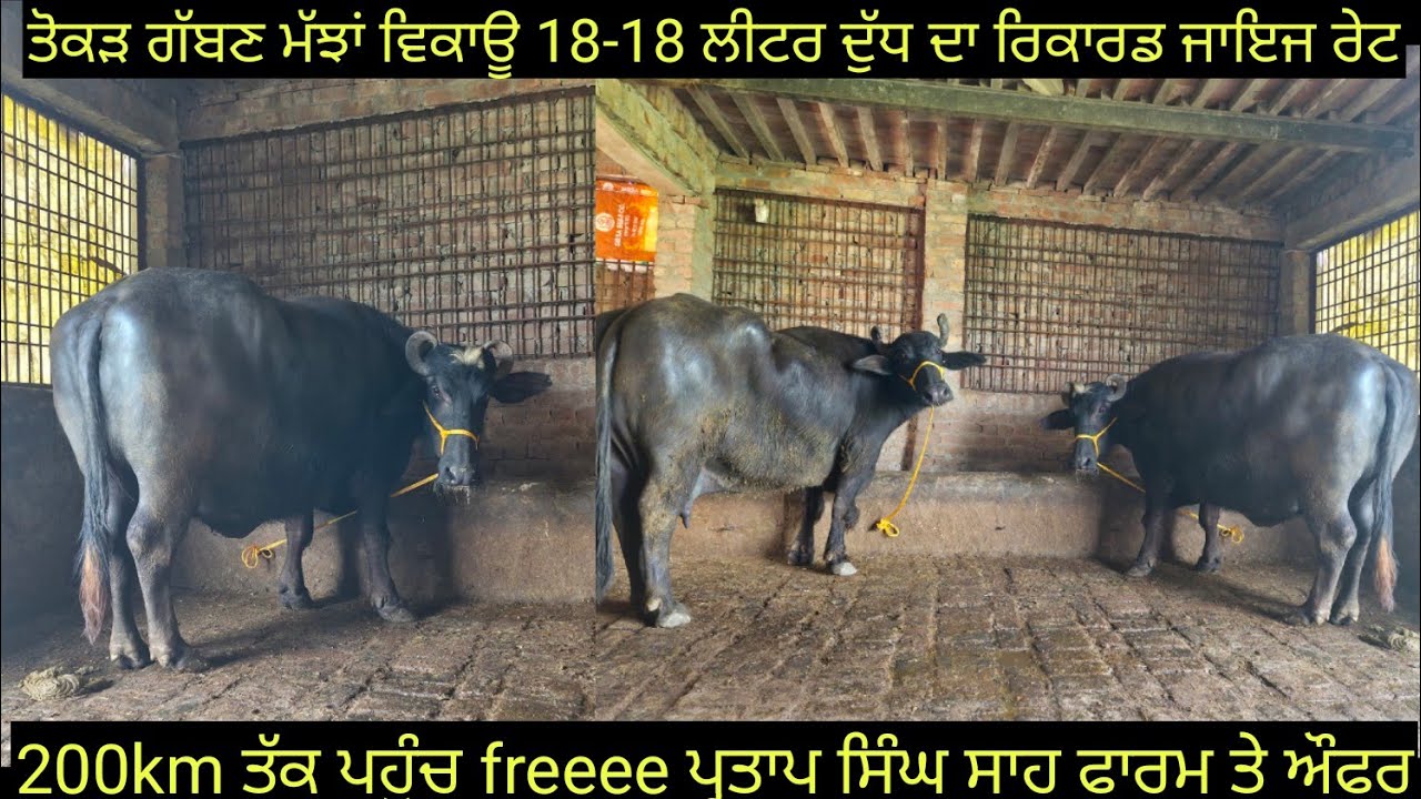 2 ਤੋਕੜ ਗੱਬਣ ਮੱਝਾਂ ਵਿਕਾਊ ਜਾਇਜ ਰੇਟ two buffalo for sale #best #qulity #bufflo #sale #viralvideo #shere